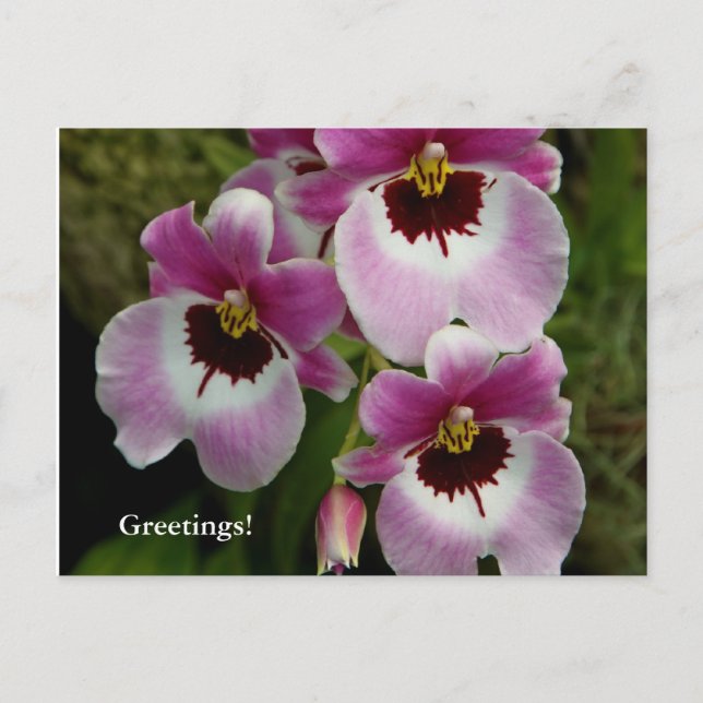 Postcard - Pansy Orchid (Front)