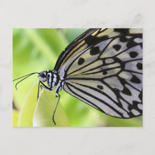 Postcard/Paper-Kite Butterfly Postcard