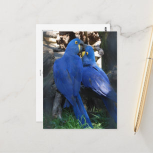 postcard _ parrots