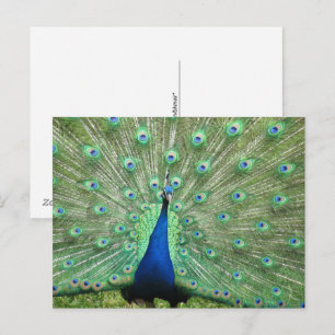 Postcard - Peacock with fanned tail