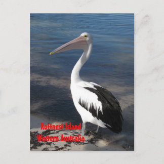 POSTCARD - Pelican