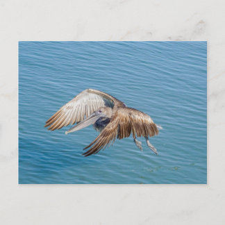 Postcard - Pelican in Flight