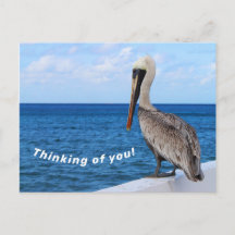 Postcard - Pelican - Thinking of You
