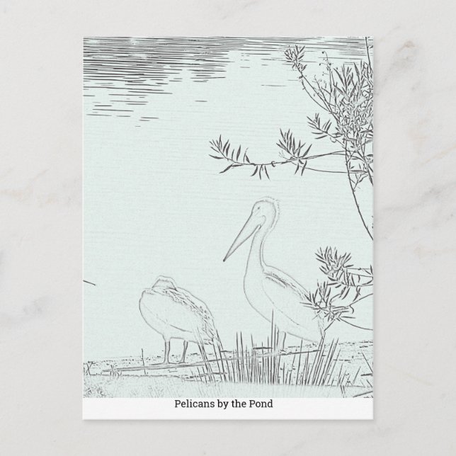 Postcard - Pelicans by the Pond (Front)