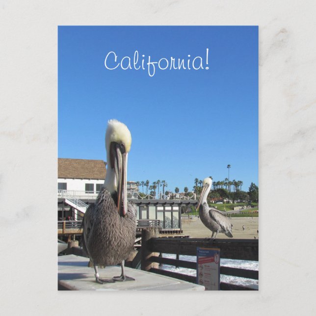 Postcard - Pelicans on Pier (Front)