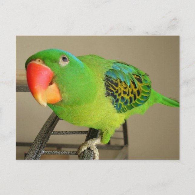 Postcard:  Philippine Blue Nape Parrot Postcard (Front)