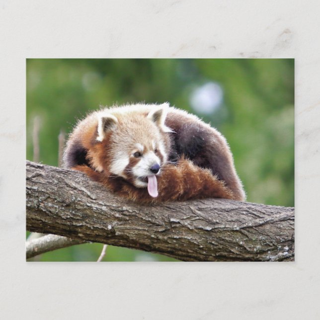 Postcard Photo red panda , animals 0499. (Front)