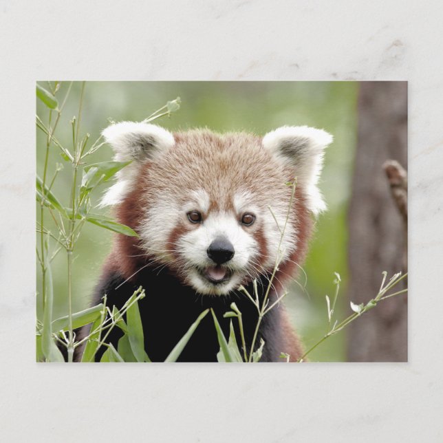 Postcard Photo red panda , animals 0503. (Front)