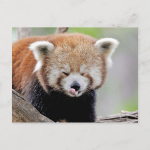 Postcard Photo red panda , animals 0504.