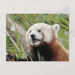 Postcard Photo red panda , animals 0505.