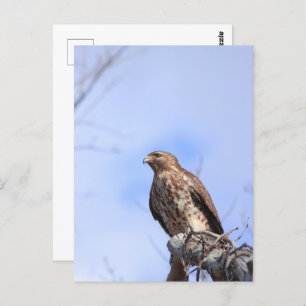 Postcard picture juvenile red shouldered hawk
