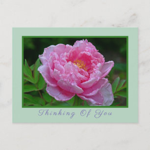 POSTCARD, "PINK PEONY/THINKING OF YOU" POSTCARD