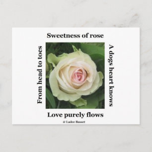 Postcard Poetic Rose By Ladee Basset