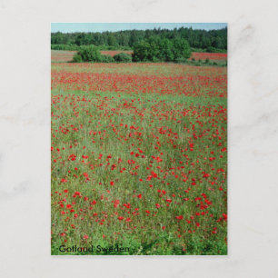 Postcard Poppie fields from Gotland Sweden