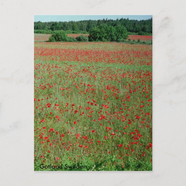 Postcard Poppie fields  from Gotland Sweden (Front)