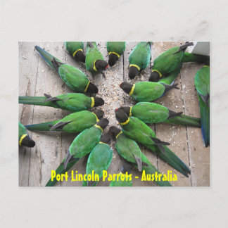 POSTCARD - Port Lincoln Parrots Australia