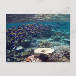 Postcard - Powder Blue Surgeon Fish