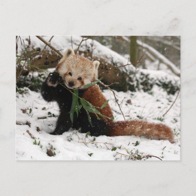 Postcard - red panda 2 (Front)