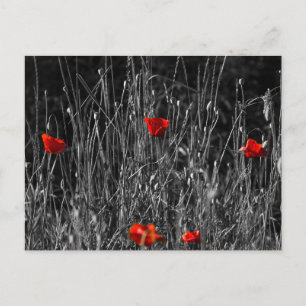 Postcard - Red Solitude Poppies