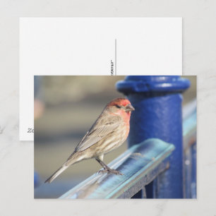 Postcard - Red Sparrow on Blue fence