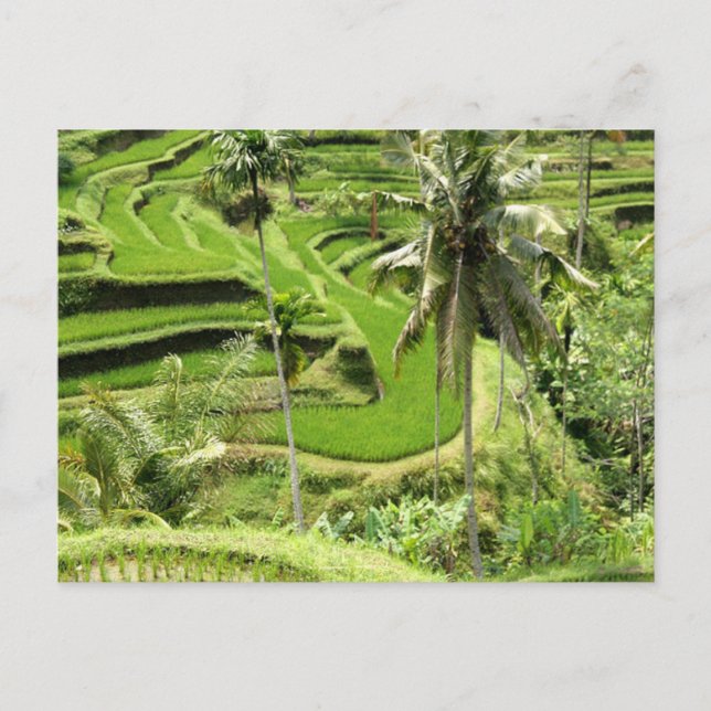 Postcard Rice Fields, Bali (Front)
