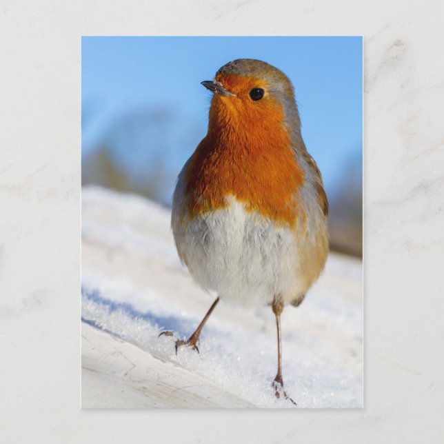 Postcard robin stood on snow Christmas (Front)