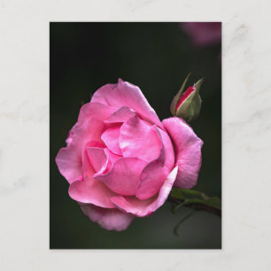 Postcard Rose - Floral Photography