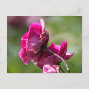 Postcard Rose - Magenta Grace