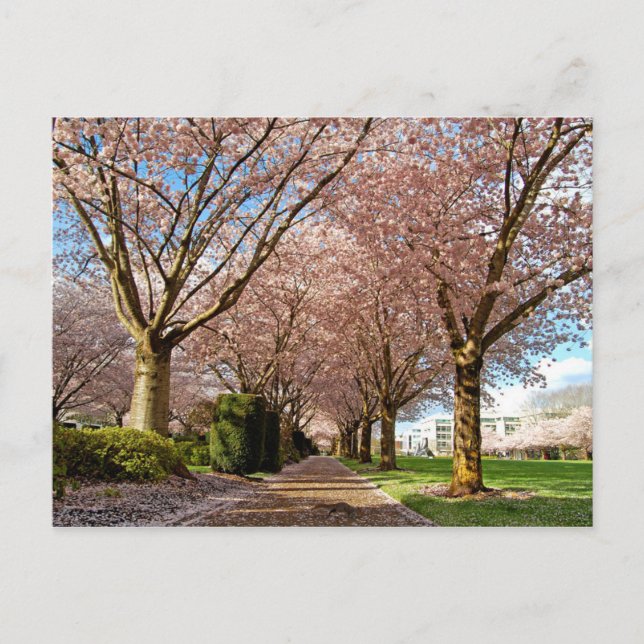 Postcard Salem Cherry Blossoms & Squirrel Oregon (Front)