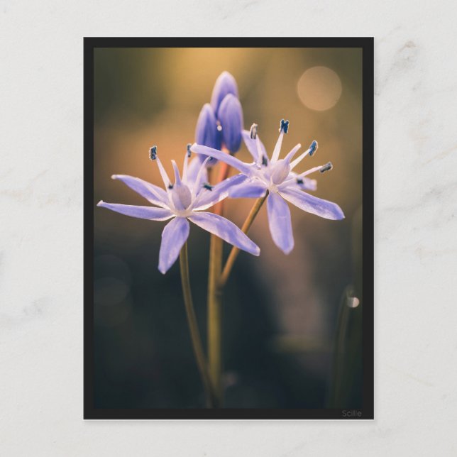 Postcard Scille (Front)