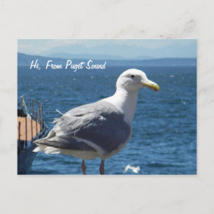 Postcard:  Seagull #1 Postcard