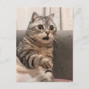 Postcard Shocked Cat Meme