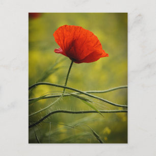 Postcard Single Poppy