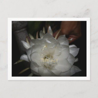 Postcard, Size: Standard Postcard, Pa Postcard