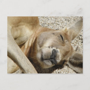 Postcard Sleeping Kangaroo QLD Australia