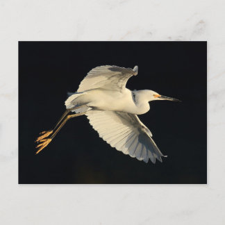 Postcard - Snowy egret flyby