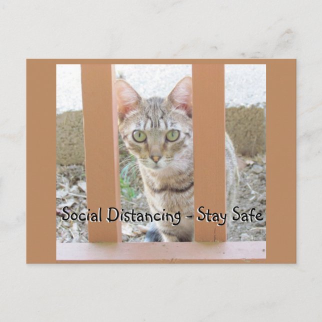 Postcard - Social Distancing Striped Cat (Front)