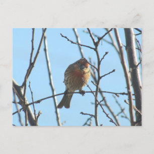 Postcard - Sparrow in Tree