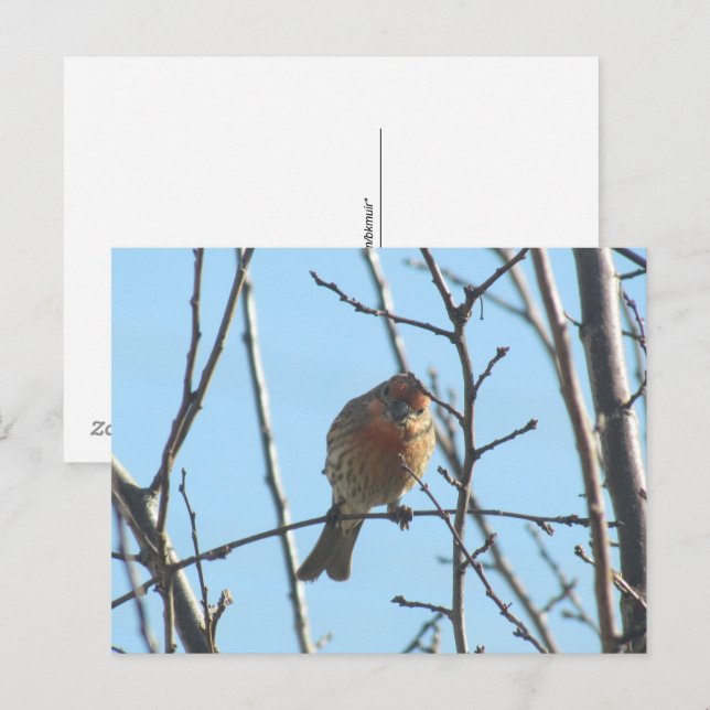 Postcard - Sparrow in Tree (Front/Back)