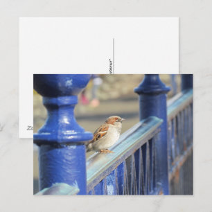 Postcard - Sparrow on Fence