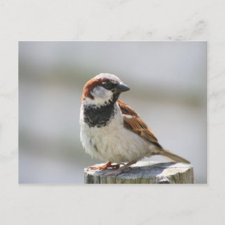 Postcard: Sparrow Postcard