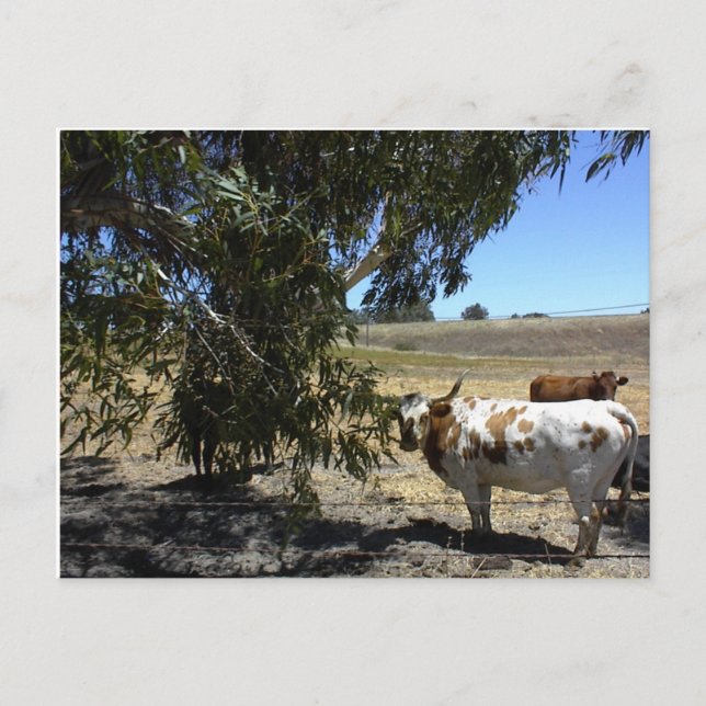 Postcard: Steer under tree in Paso Robles, CA Postcard (Front)