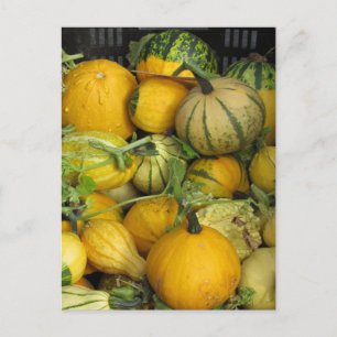 Postcard - Summer Squash