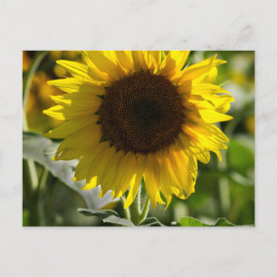 Postcard - Sunflower Isolated In Field