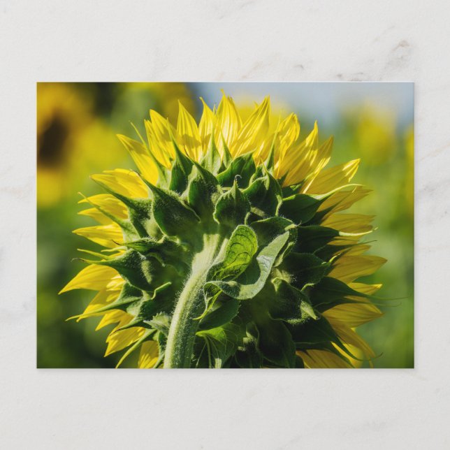 Postcard Sunflower Reverse Perspective (Front)