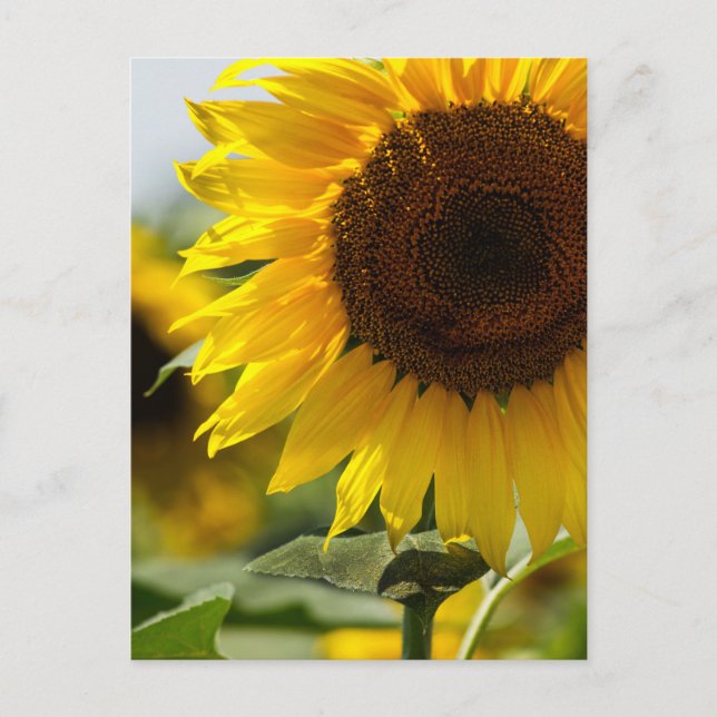 Postcard - Sunflower Summer Vibrance (Front)