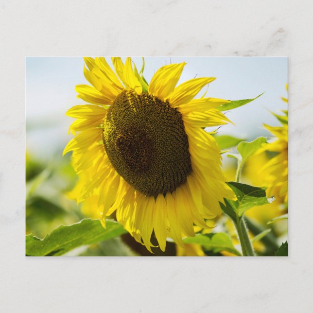 Postcard - Sunflowers Summer Secrets (Front)