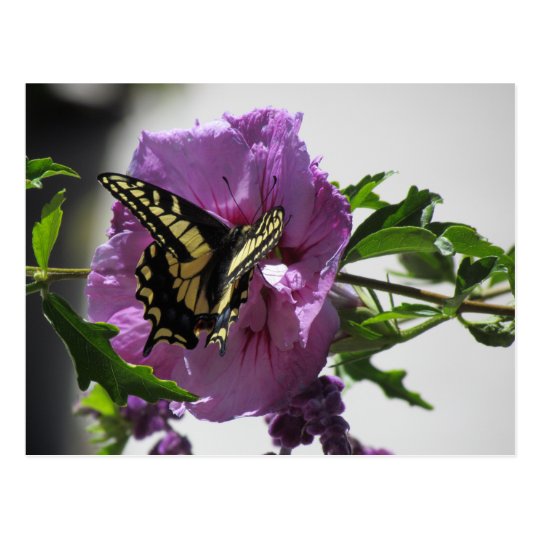 Postcard - Swallowtail Butterfly on Blossom