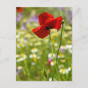 Postcard - The Red Poppy