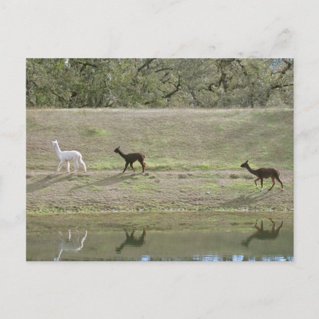 Postcard – Three Alpaca (Front)